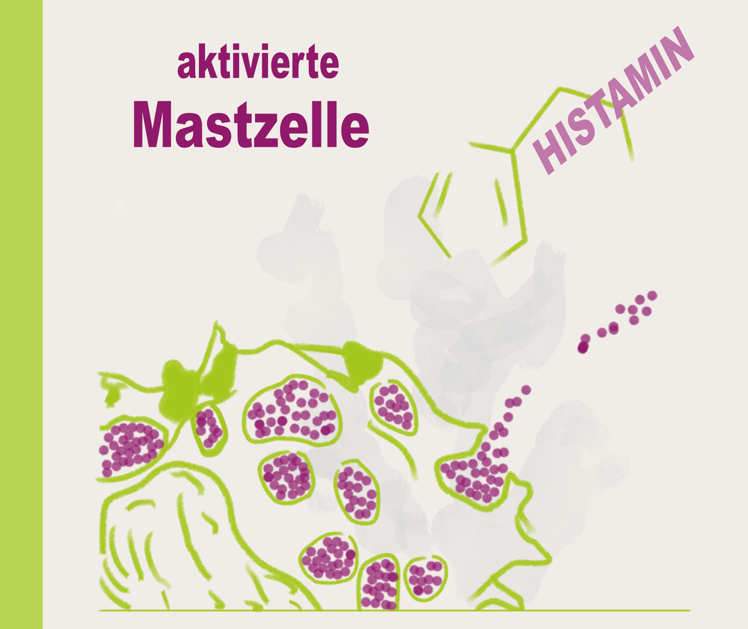 Illustration mit symbolischer Darstellung einer aktivierten Mastzelle, die Histamin ausschüttet.