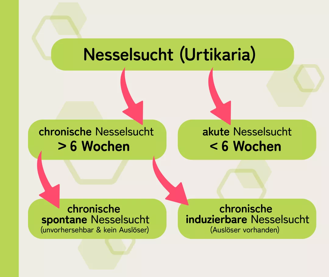 Die Infografik zeigt verschiedene Formen der Nesselsucht: akut, chronisch, chronisch-spontan und chronisch-induzierbar.