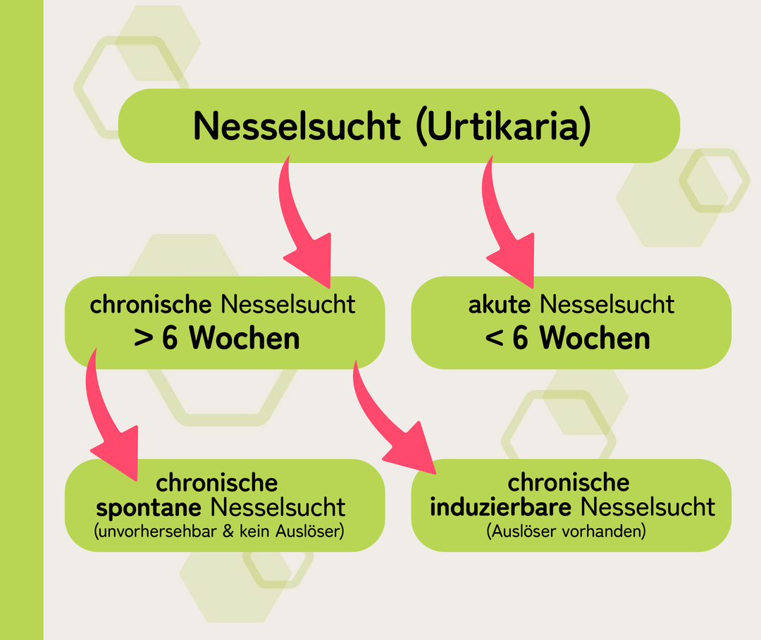 Nesselsucht-Formen: Illustration Die Infografik zeigt verschiedene Formen der Nesselsucht: akut, chronisch, chronisch-spontan und chronisch-induzierbar.