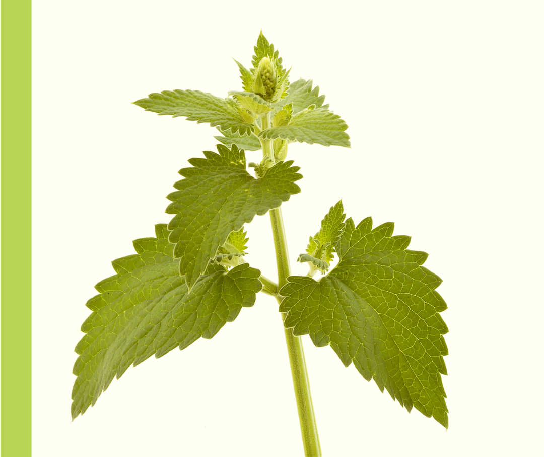 Eine Brennnessel vor weißem Hintergrund.