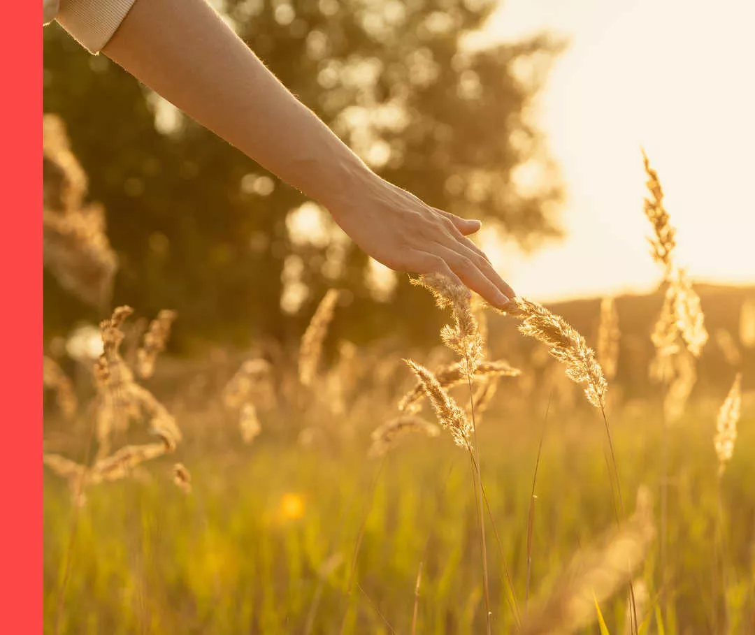 Nahaufnahme einer Hand, die im goldenen Licht Gräser in der Natur berührt.
