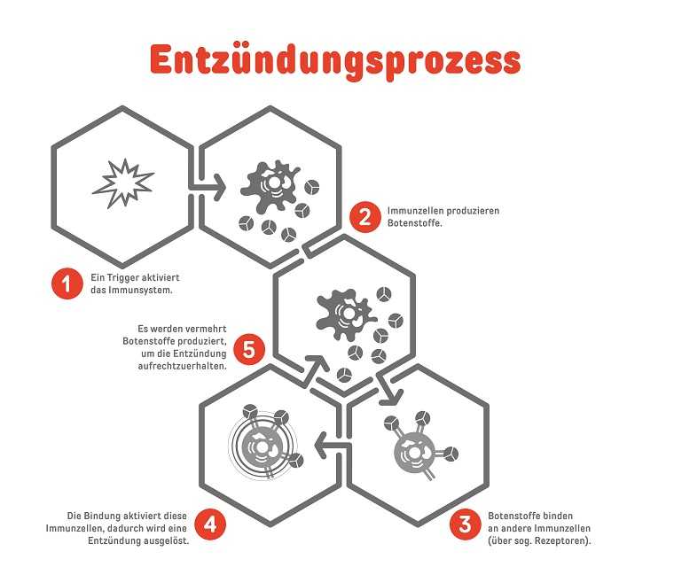 Infografik, die einen Entzündungsprozess darstellt. Ein Trigger aktiviert das Immunsystem, Immunzellen produzieren Botenstoffe, die die Entzündung auslösen und aufrechterhalten und andere Immunzellen aktivieren. 