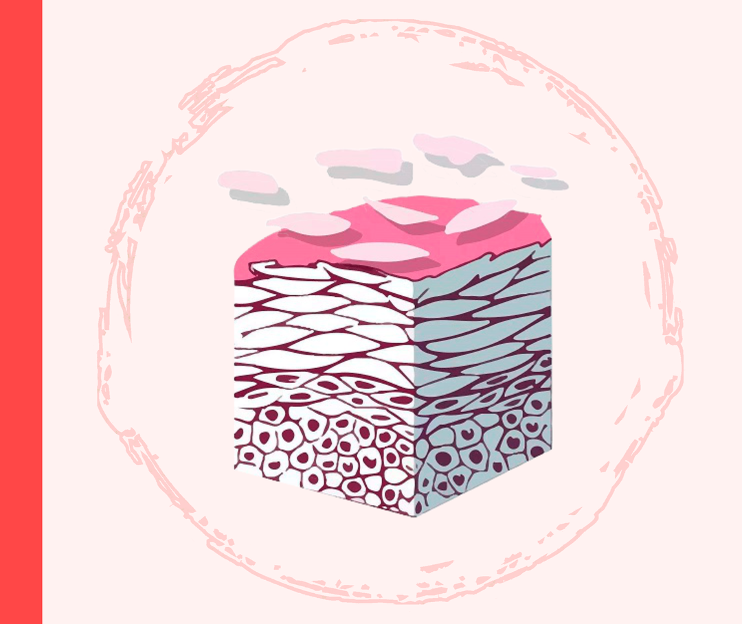 Grafik der verschiedenen Hautschichten mit oberflächlicher Schuppung der Haut. 