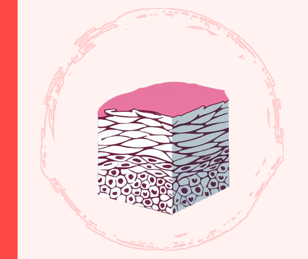 Grafik der verschiedenen Hautschichten. 