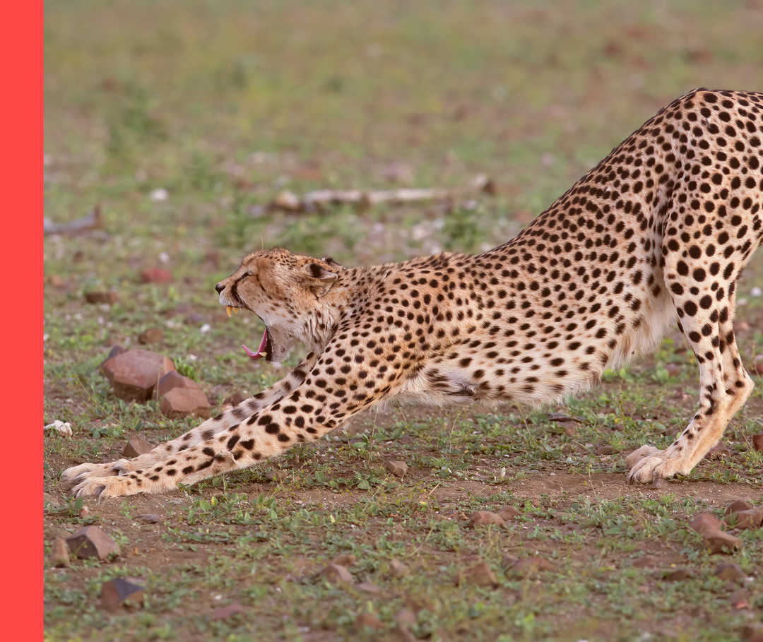 Ein Gepard dehnt sich nach hinten und gähnt dabei.